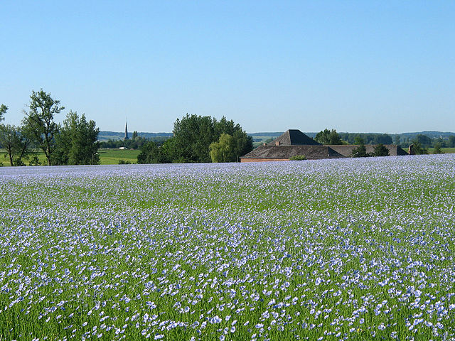 Linseed Oil